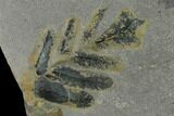 Pennsylvanian Seed Fern (Neuropteris) Fossil - Oklahoma #133635-2